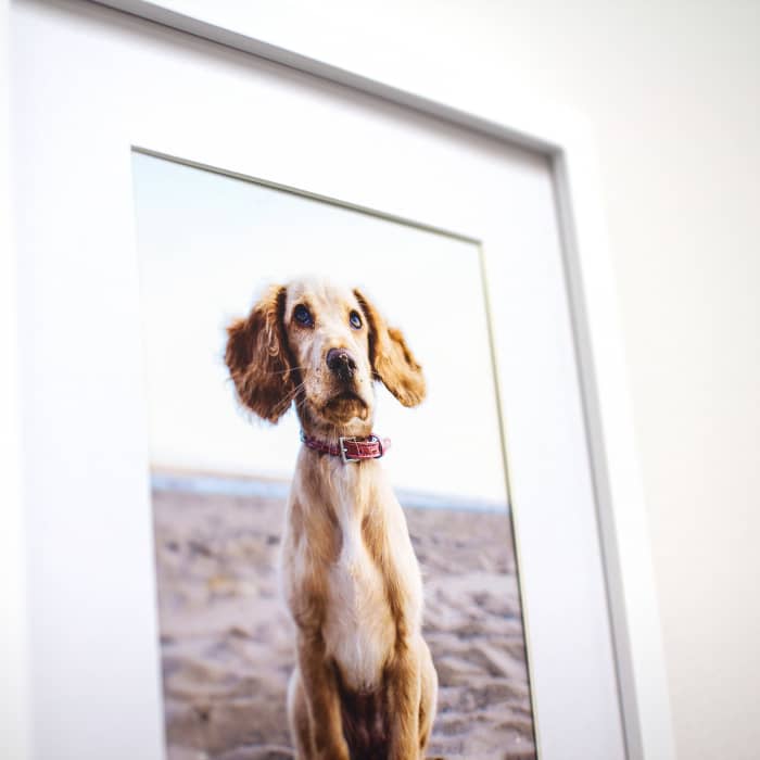 An 8x10 fine art print of a puppy is in an 11x14 white frame with a 3 inch white mat.