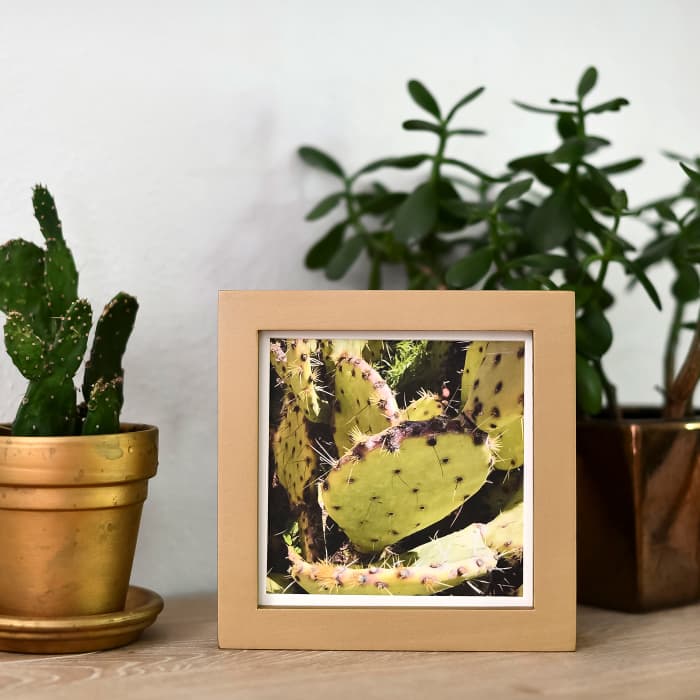 A Gold Square Frame is placed between a couple potted plants.