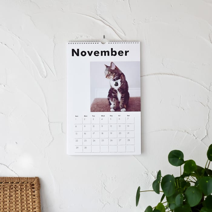 A Large Wall Calendar showing a photo of a cat over November dates, hangs beside a potted plant.
